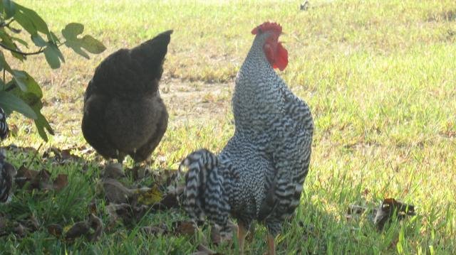 Dominique Bantam
