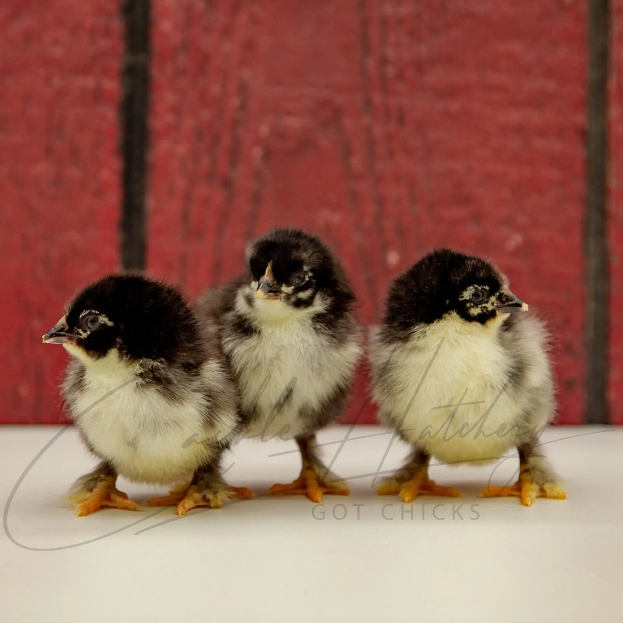French Black Marans Chicken