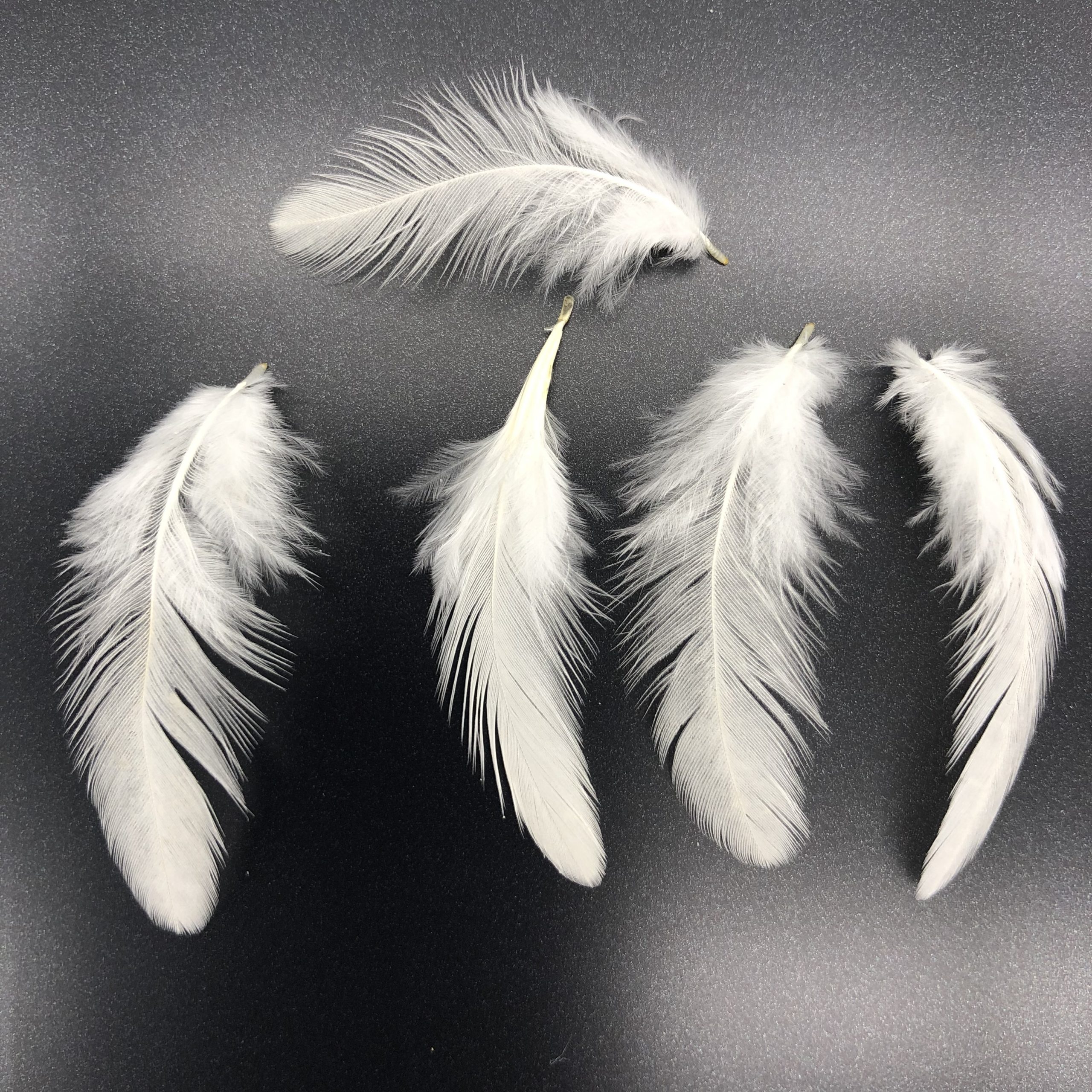 White Phoenix Bantam