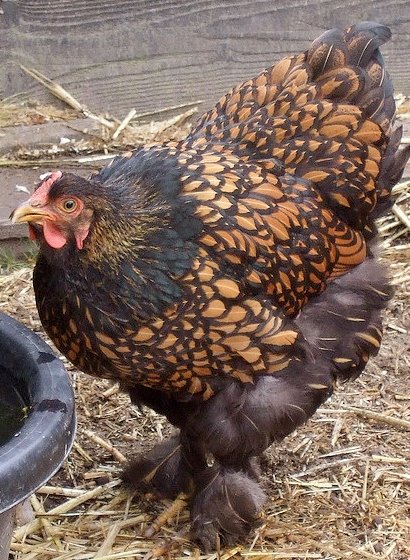 Golden Laced Cochin Standard Chicken