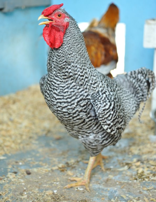 Dominique Bantam