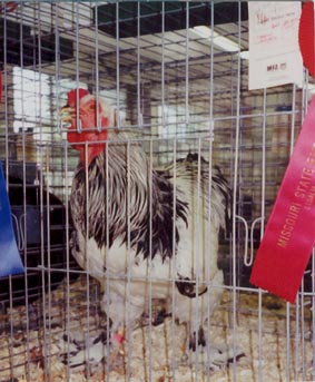 Exhibition Light Brahma Chicken