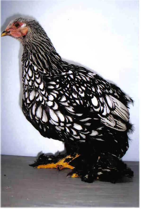 Silver Laced Cochin Standard Chicken