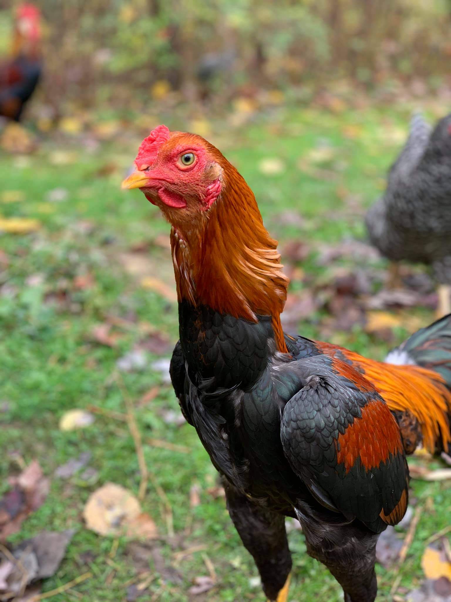 Saipan Chicken