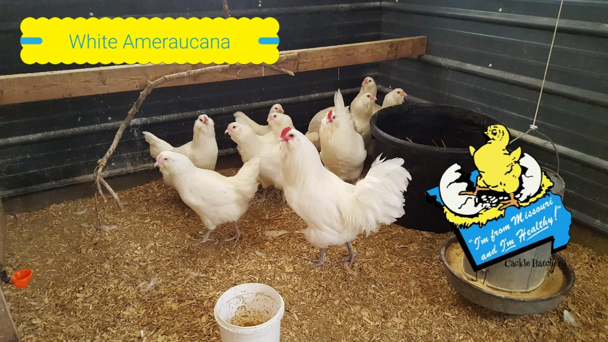 White Ameraucanas Chicken