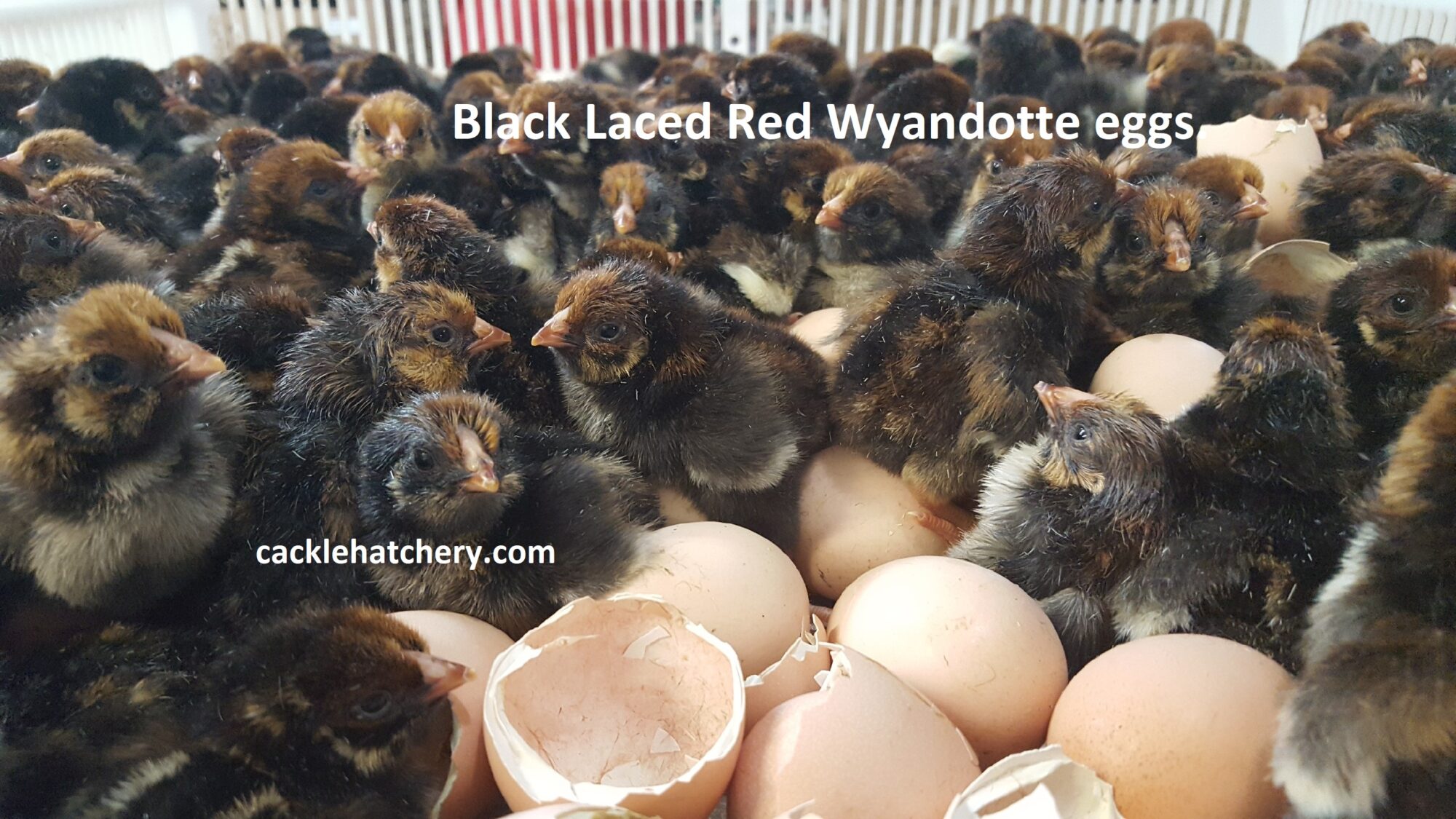 Black Laced Red Wyandottes Hatching Eggs