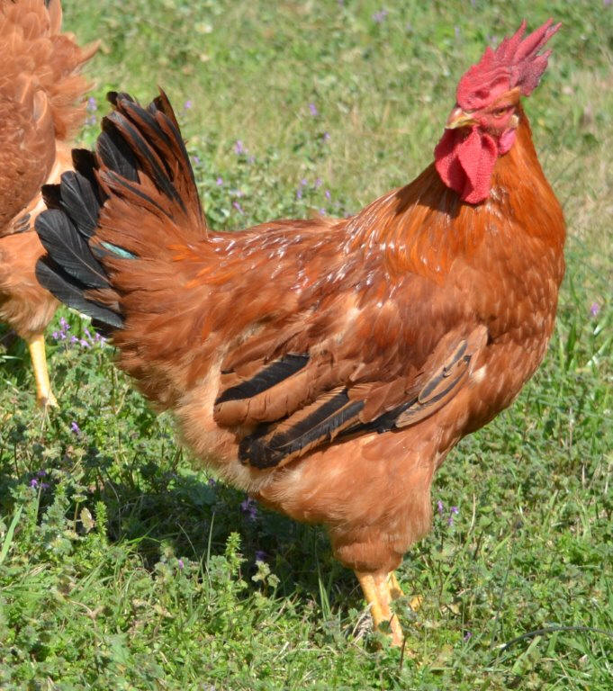 Cackle’s Red Broiler Chicken