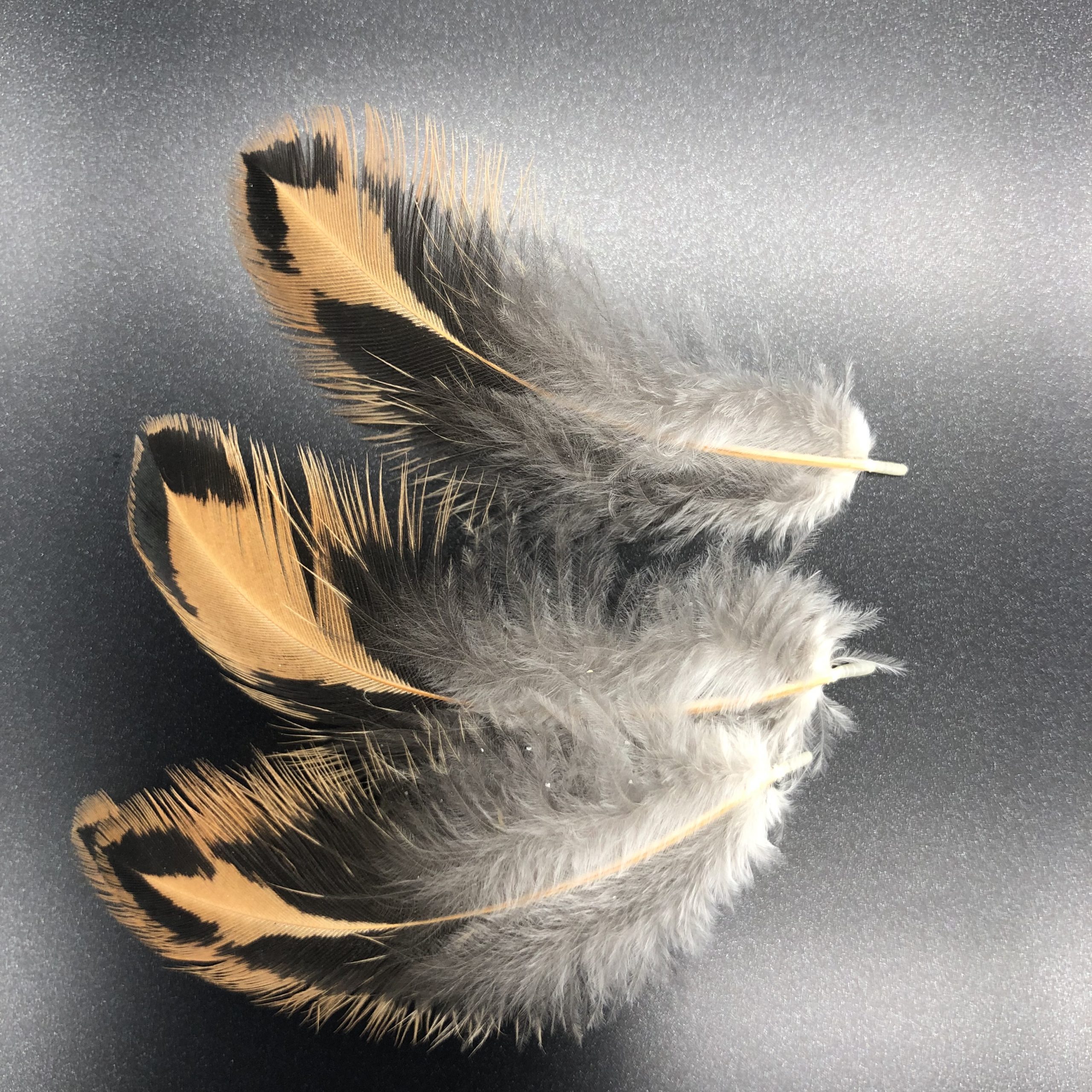 Golden Laced Cochin Standard Chicken