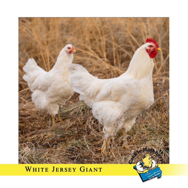 White Jersey Giant Chicken
