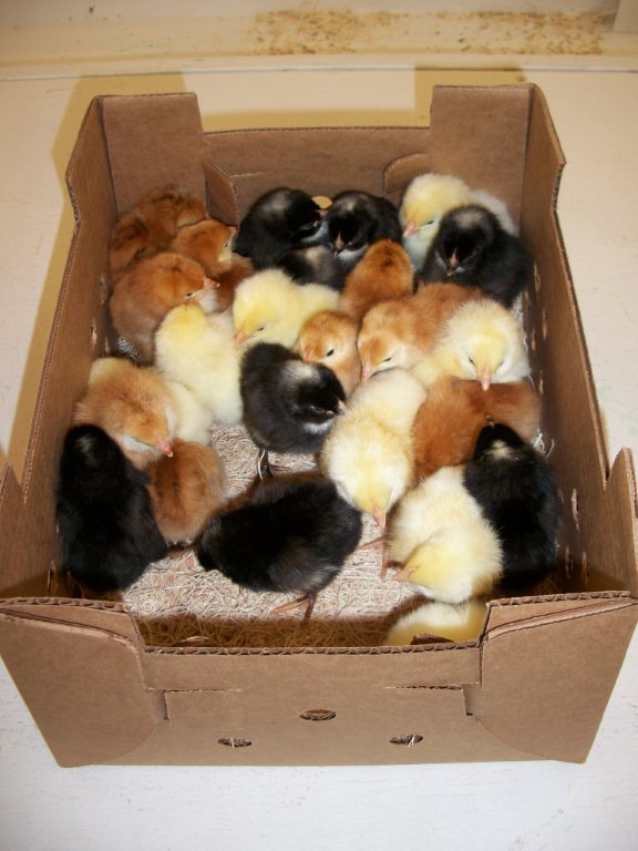 Hatchery Choice Brown Egg Females