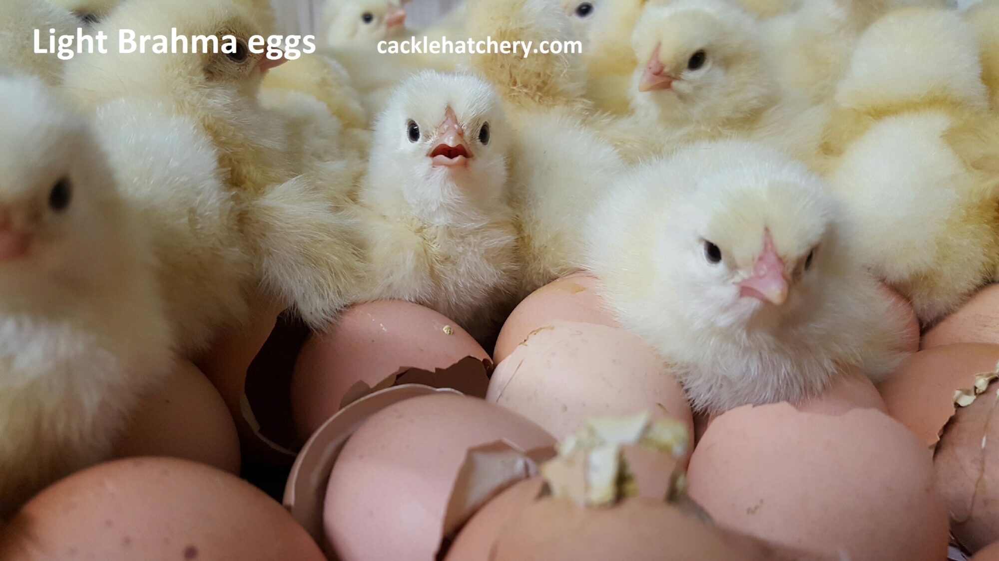 Light Brahma Hatching Eggs