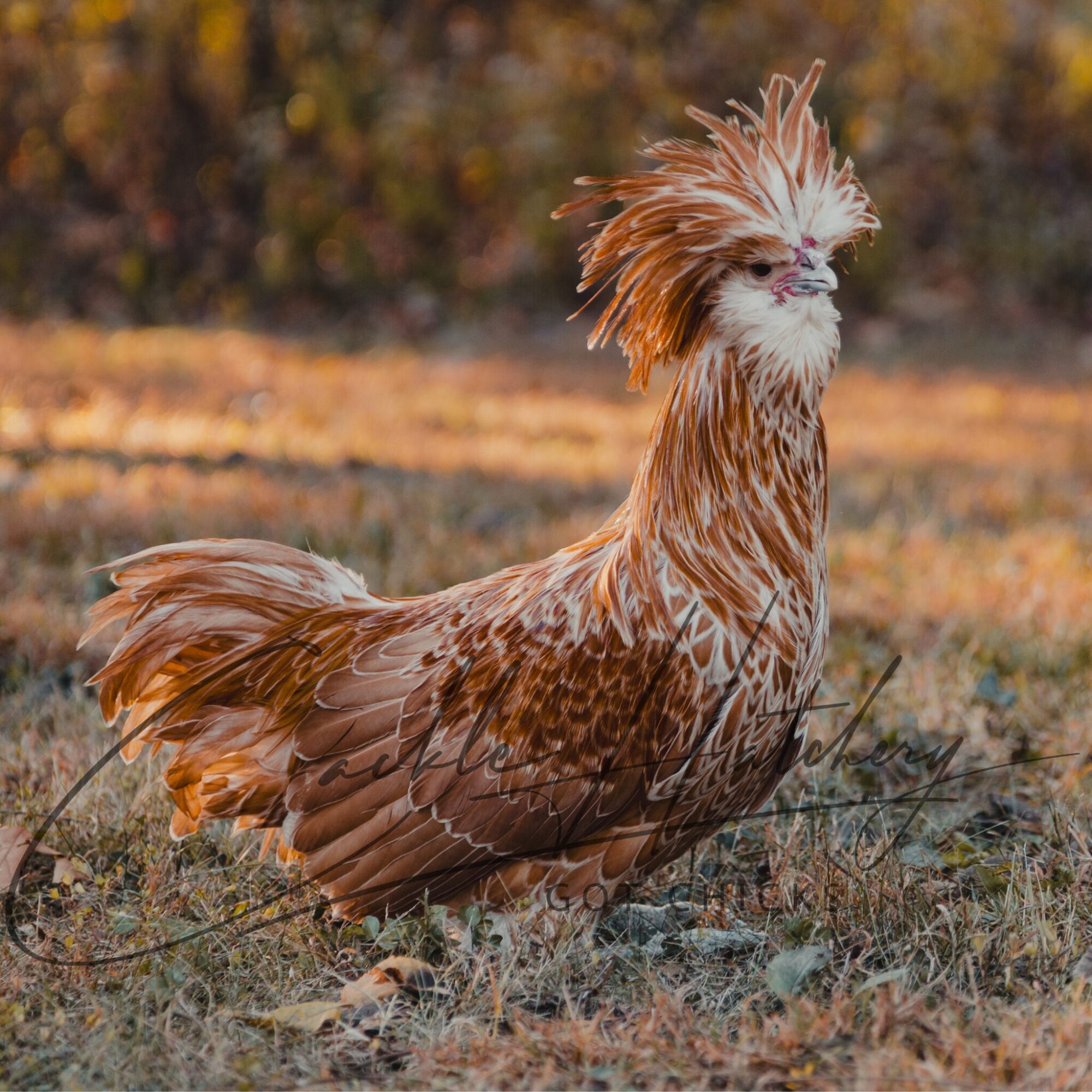 Buff Laced Polish Chicken
