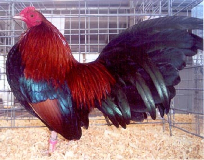 Black Breasted Red Old English Game Bantam