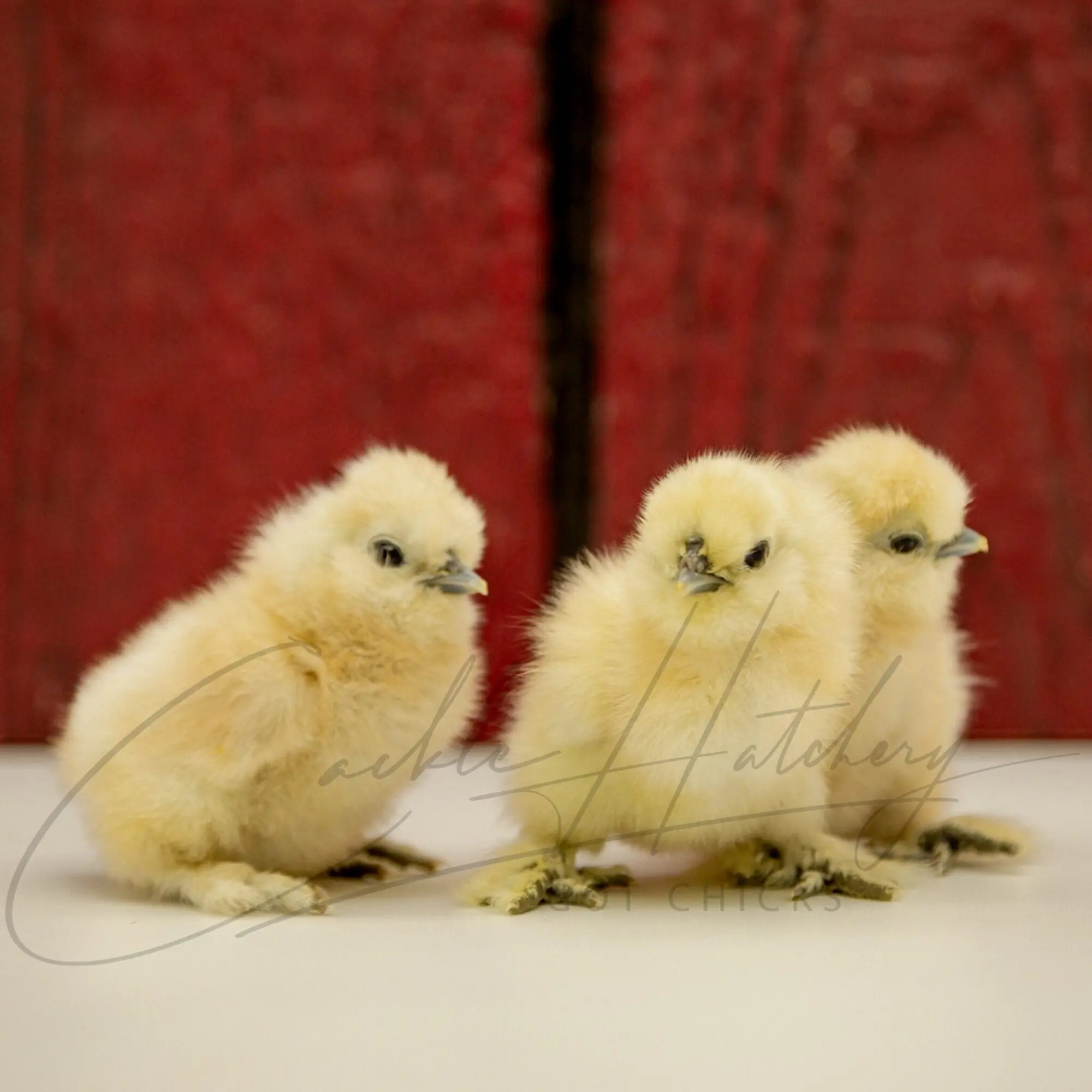 White Silkie Bantam