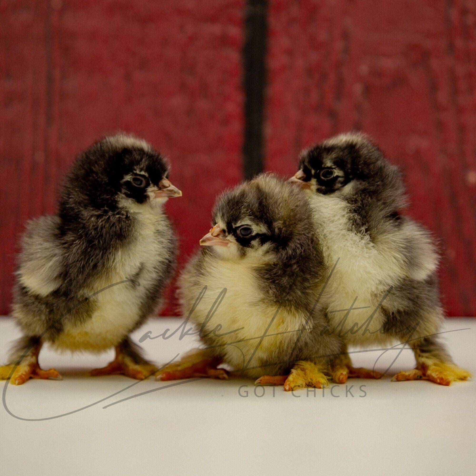 Barred Cochin Standard Chicken