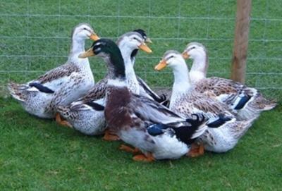 Silver Appleyard Duck