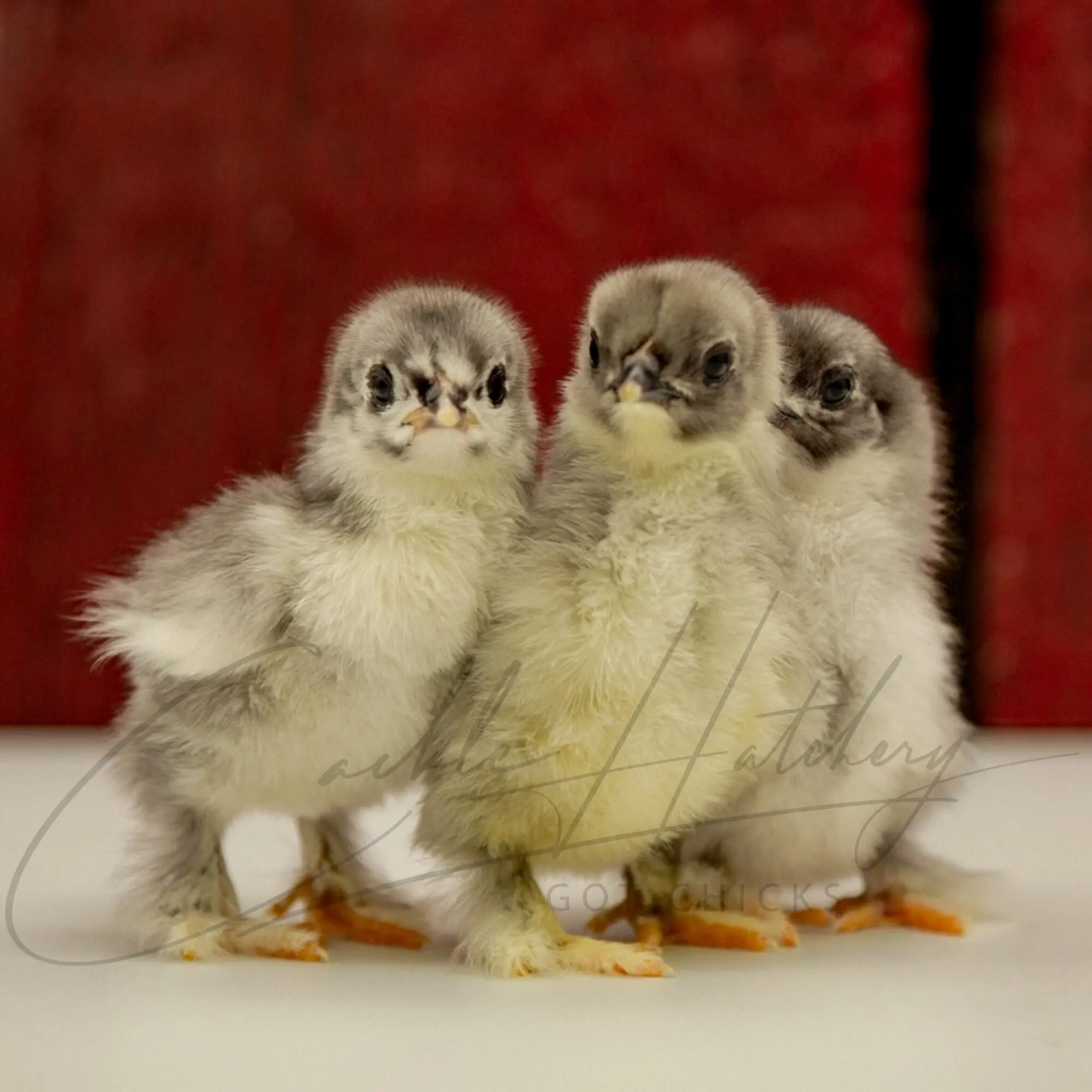 Blue Cochin Bantam