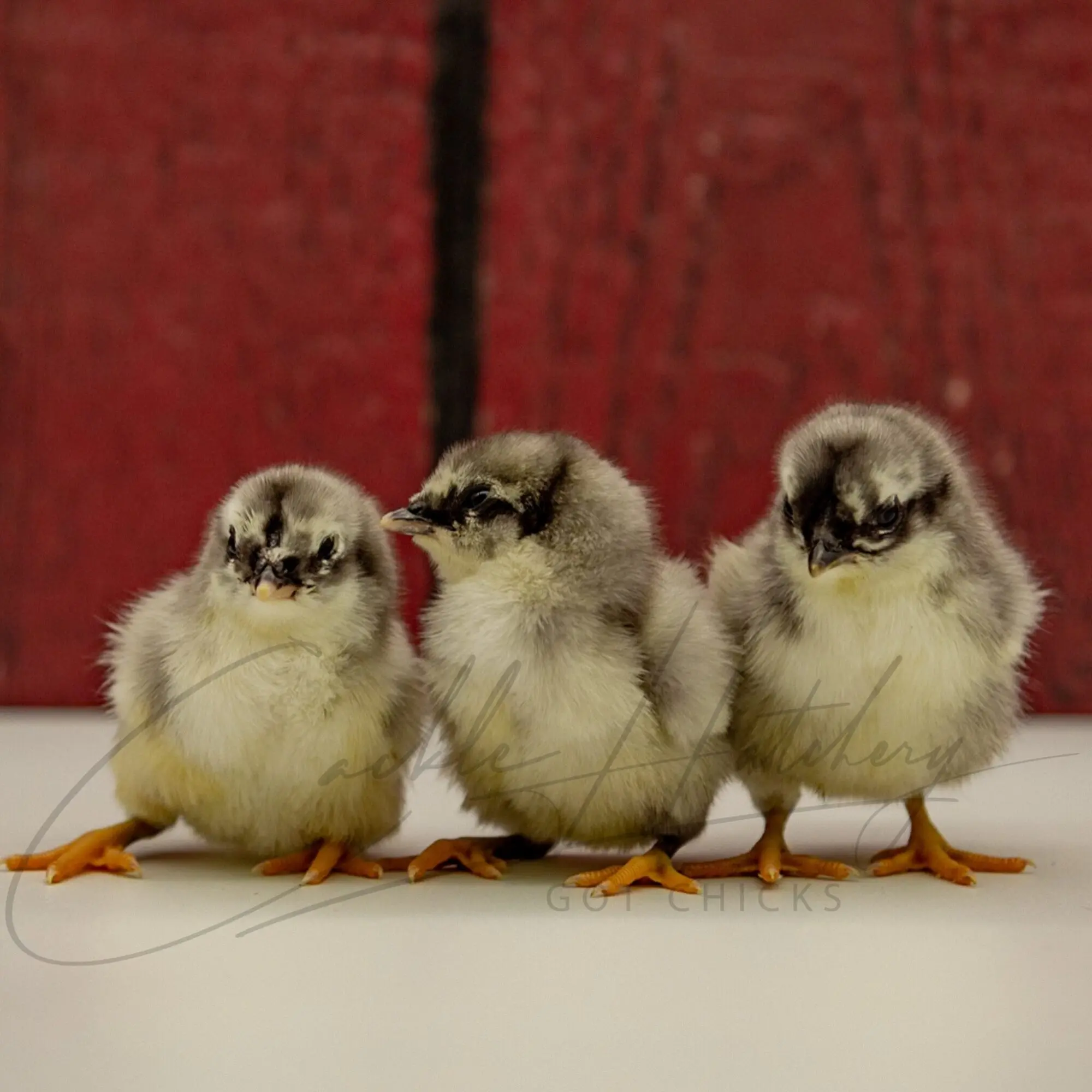 Blue Sumatra Chicken