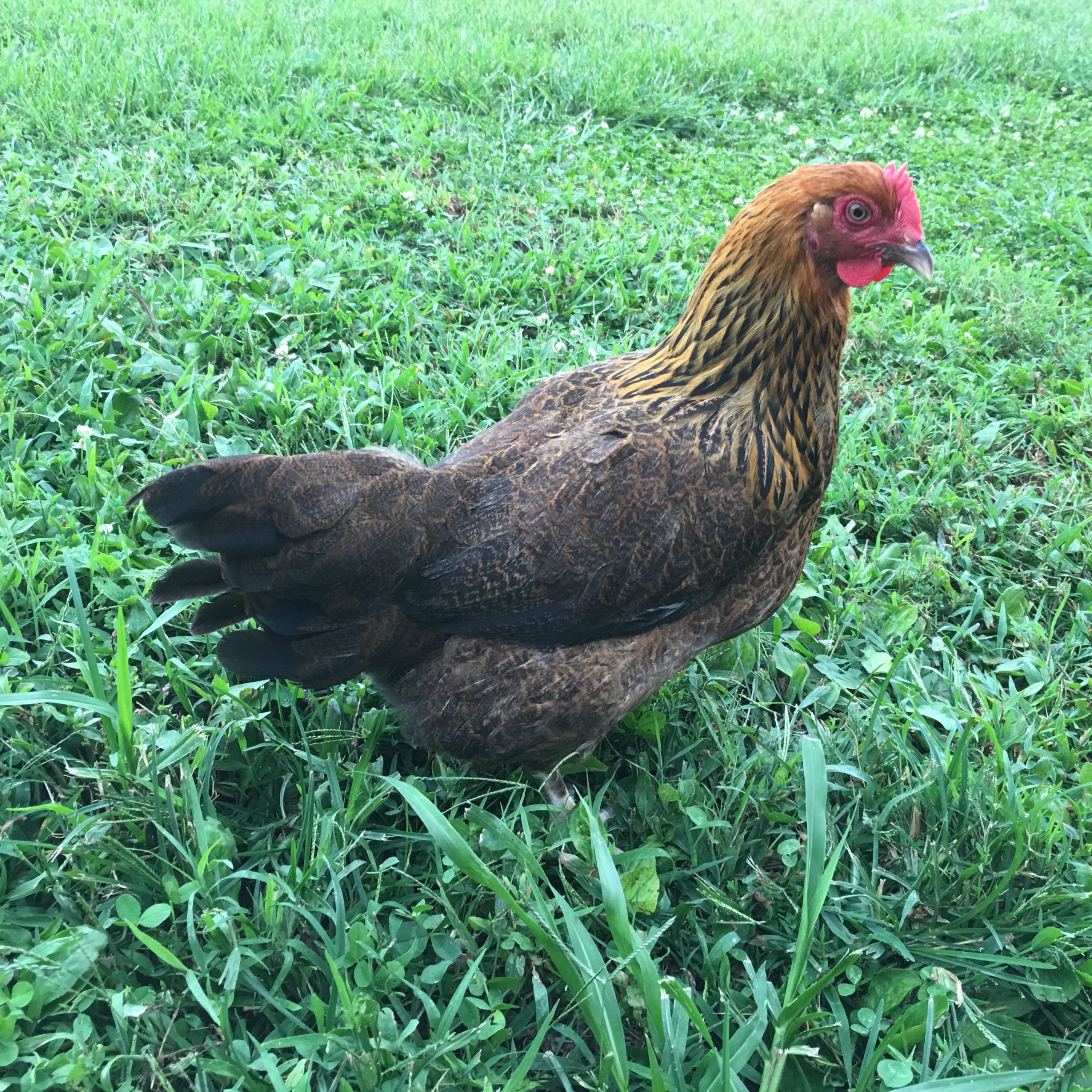 French Golden Salmon Marans Chicken