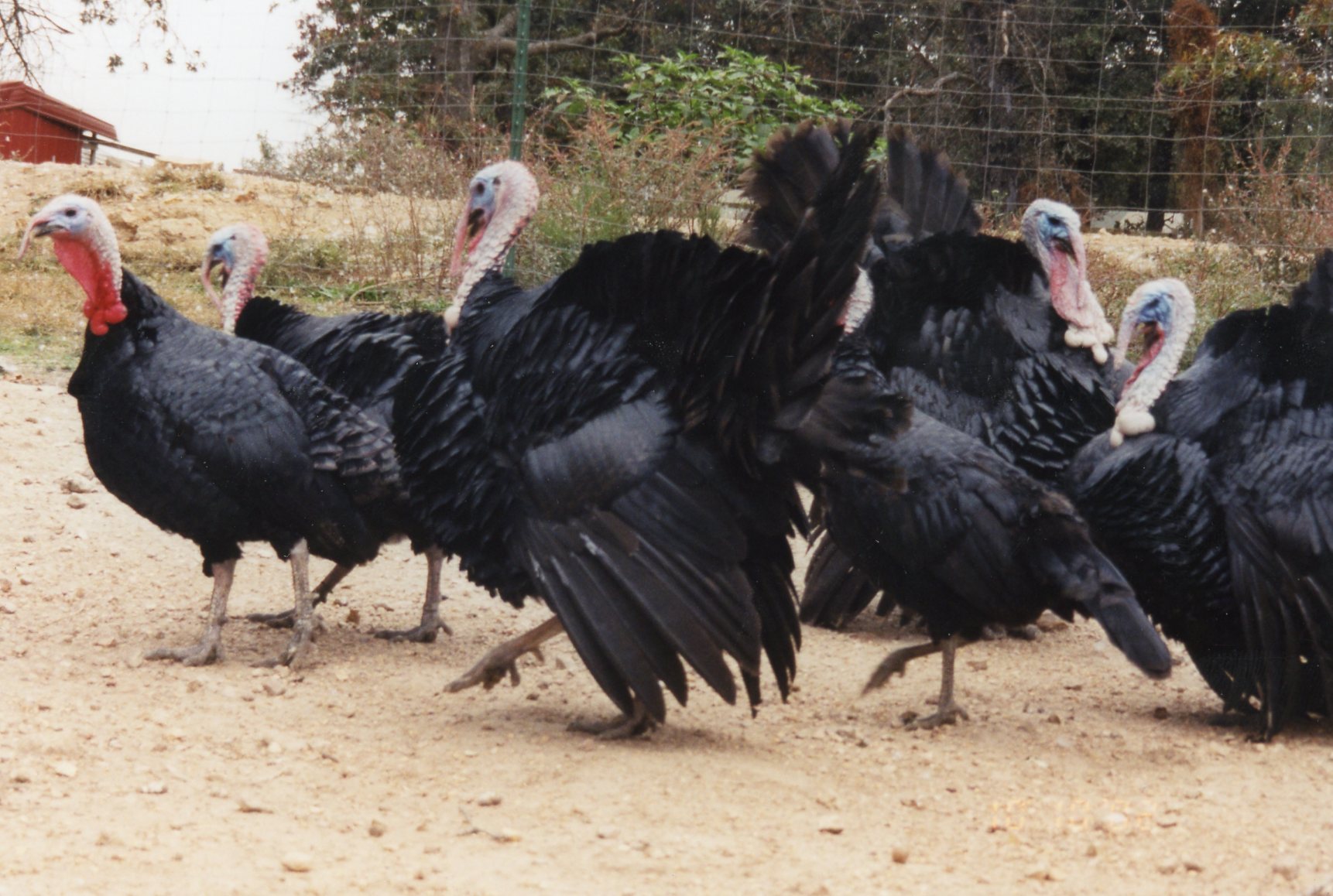 Black Spanish Turkey