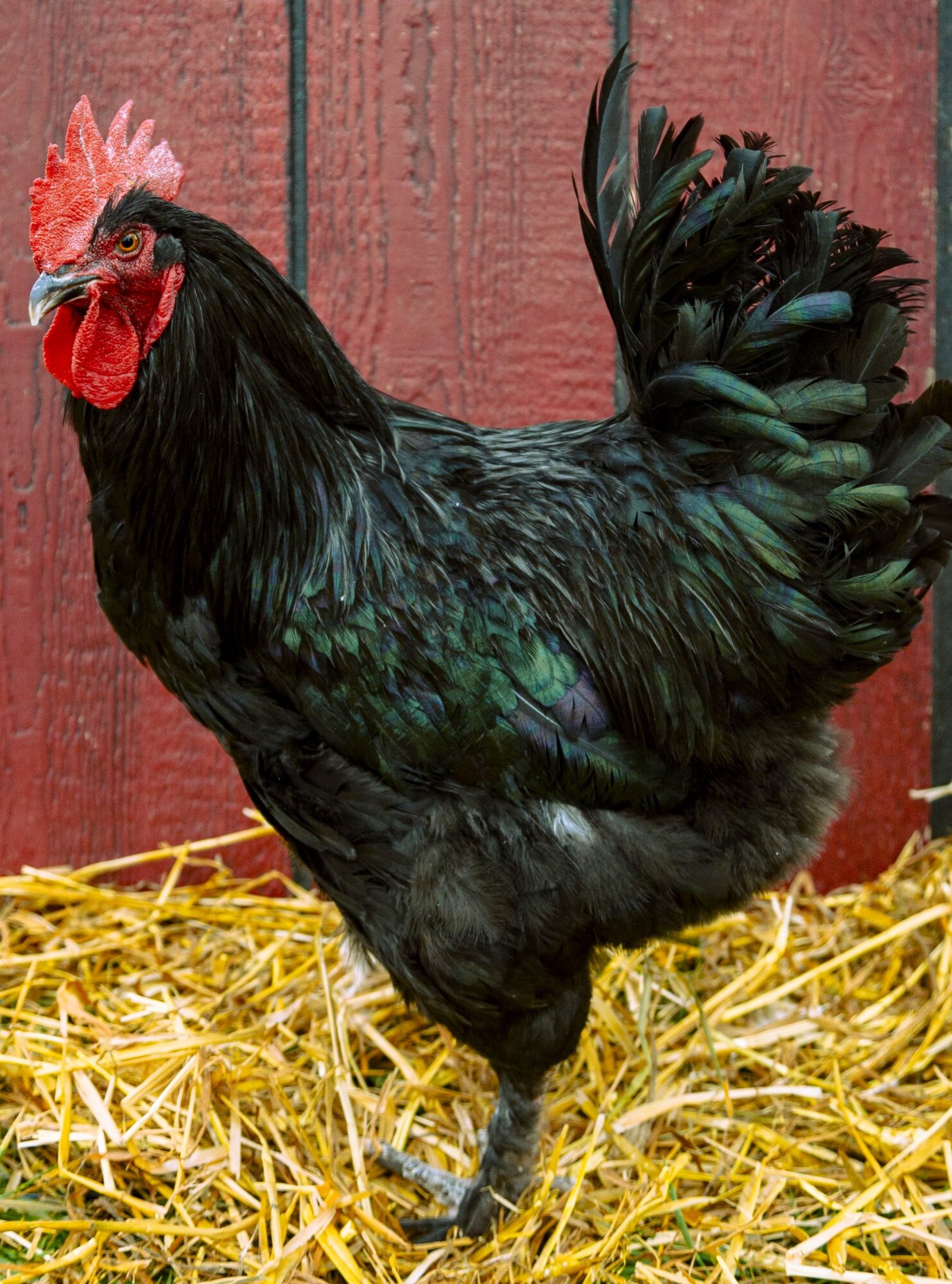 French Black Marans Chicken