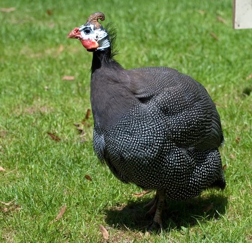 Pearl Grey Guinea