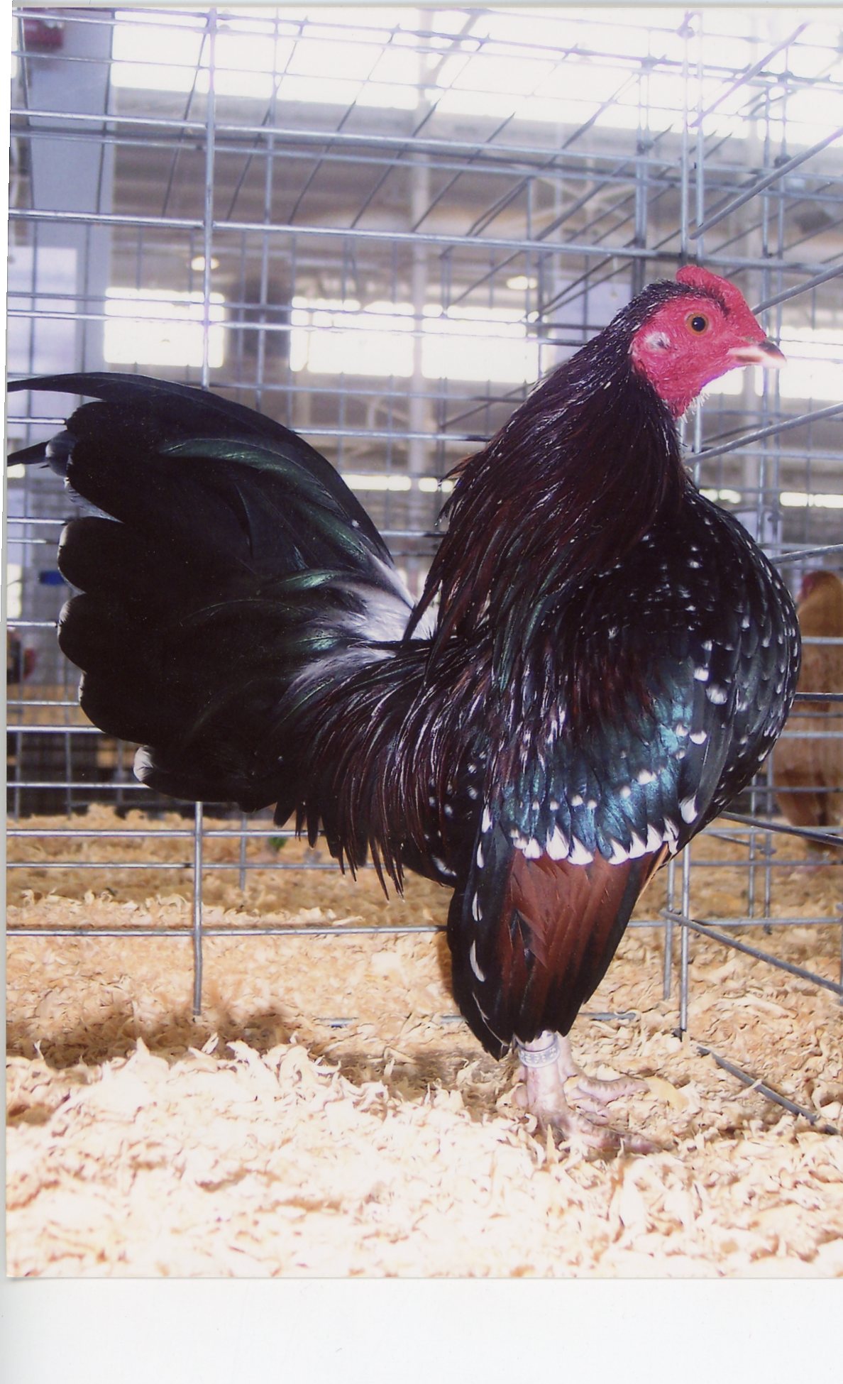Spangled Old English Game Bantam