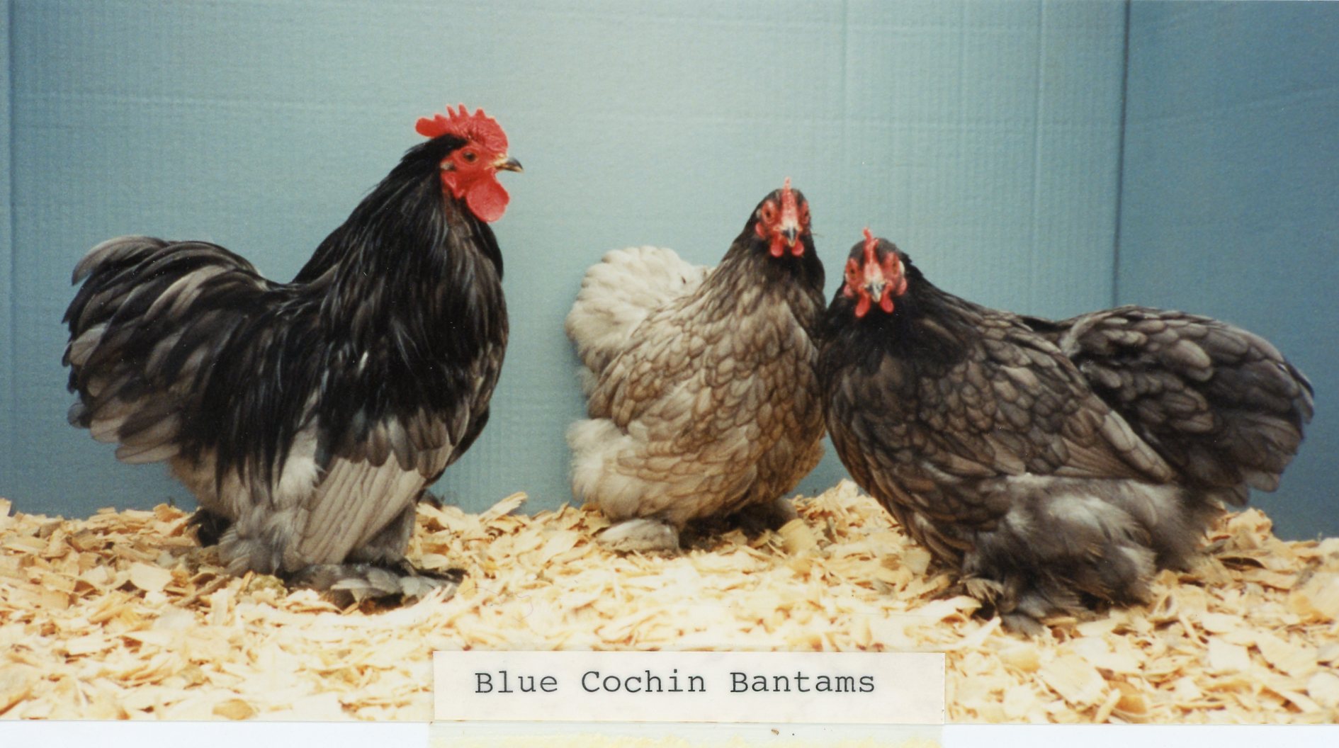 Blue Cochin Bantam