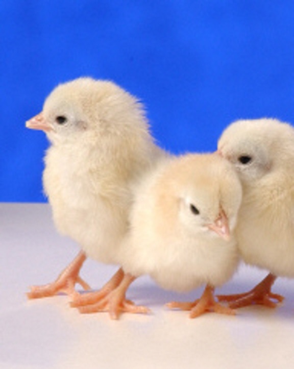 Wheaten Old English Game Bantam