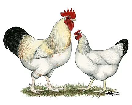 Delaware X Hampshire Cross (Indian River) Chicken