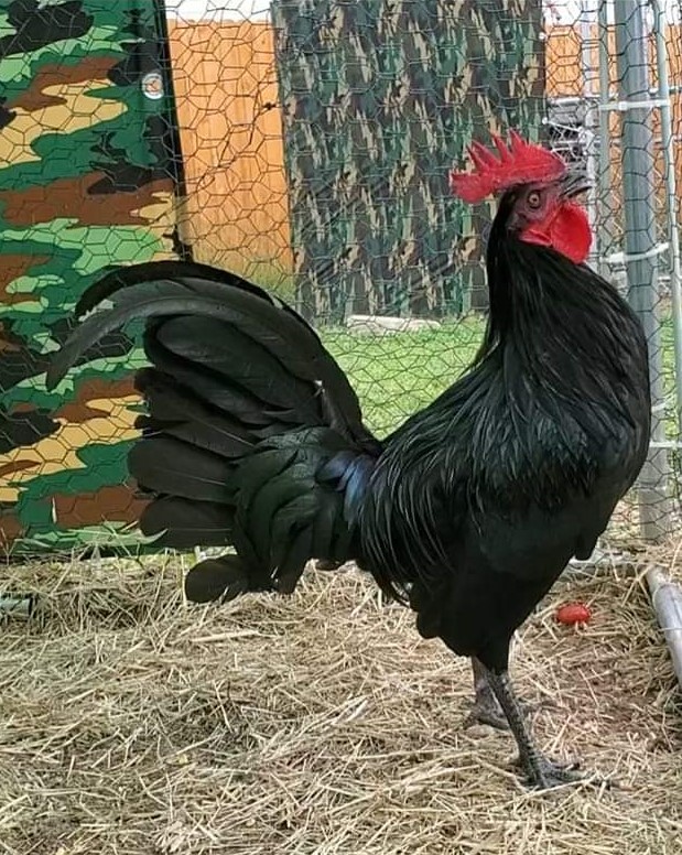 Black Standard Old English
