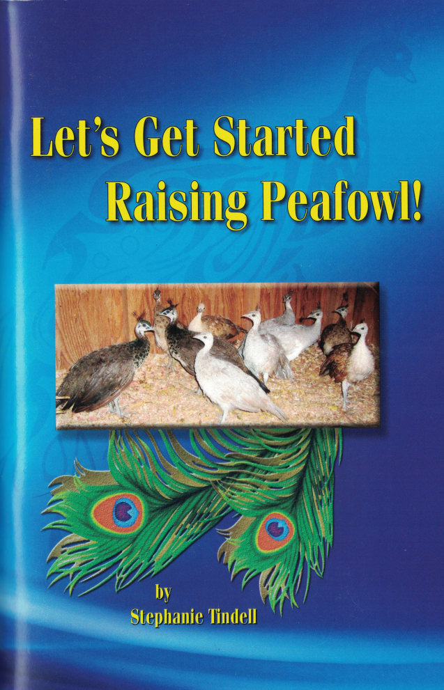Let’s Get Started Raising Peafowl