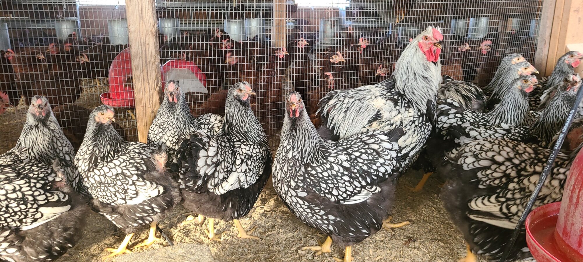 Silver Laced Wyandotte Chicken (Exhibition Type)