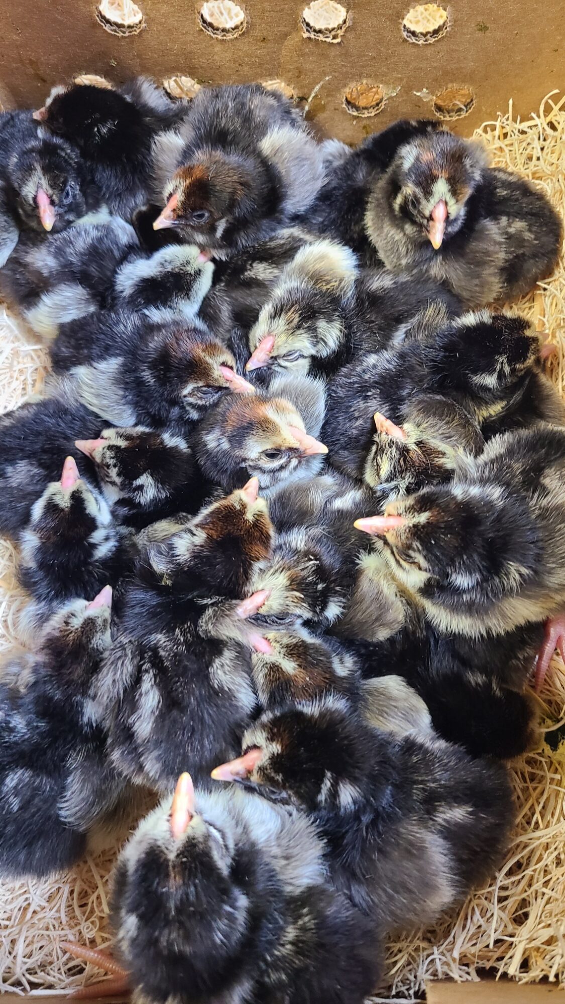 Silver Laced Wyandotte Chicken (Exhibition Type)