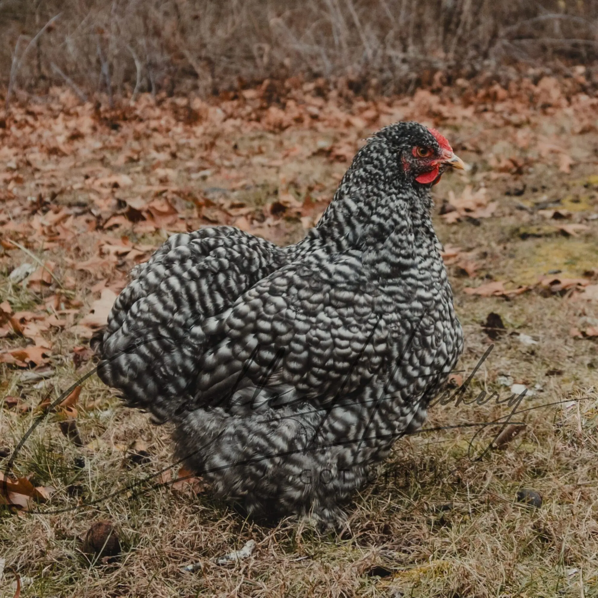 Barred Cochin Standard Chicken