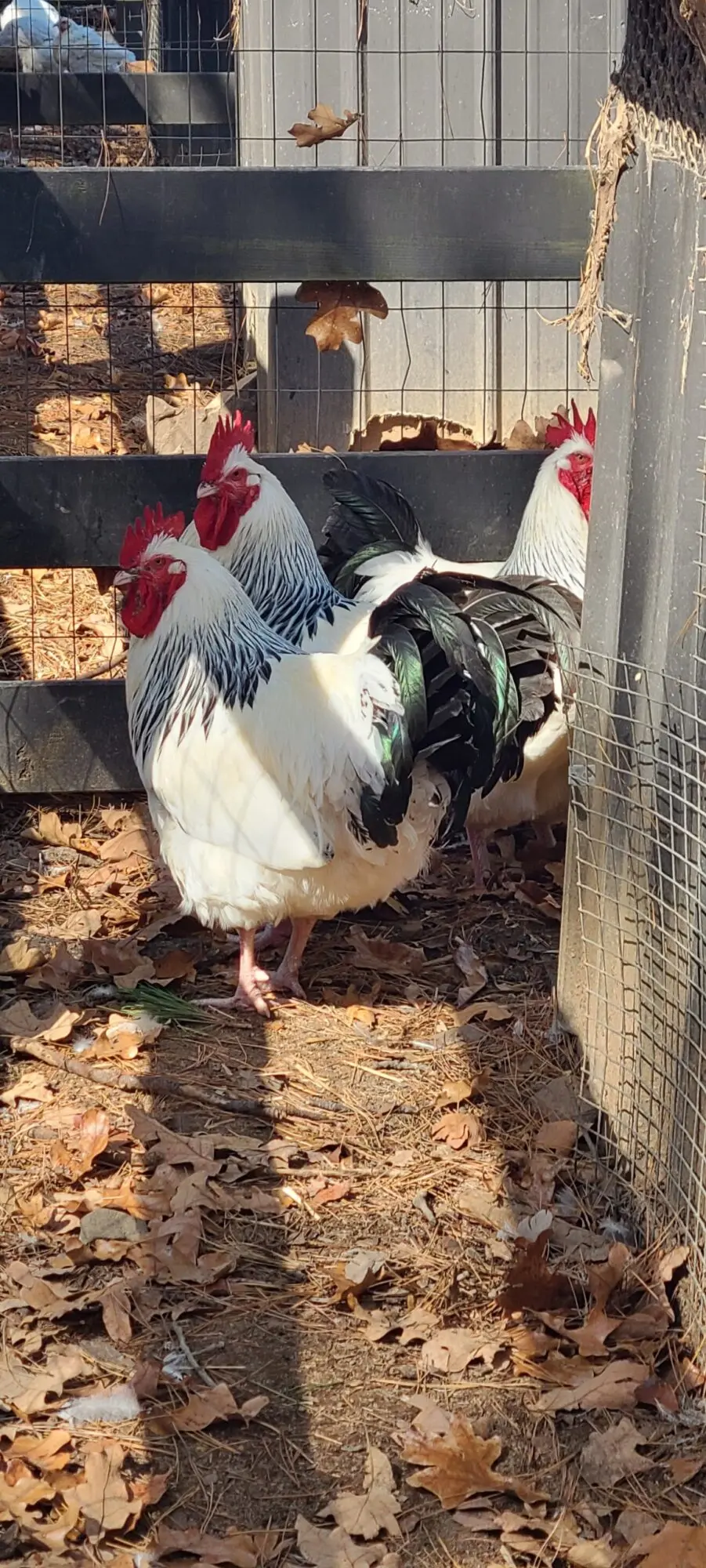 Light Sussex Chicken