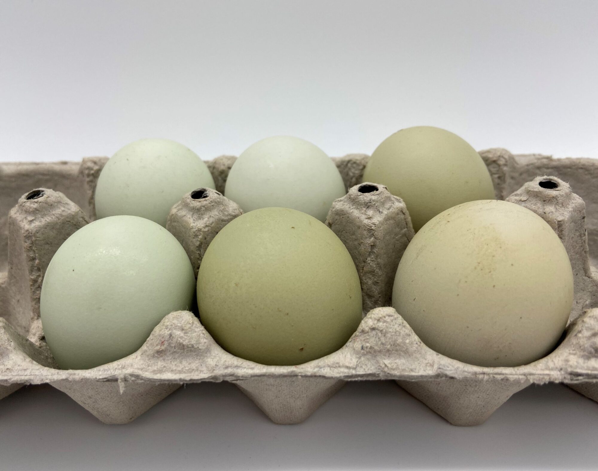 Green Egger™ Hatching Eggs