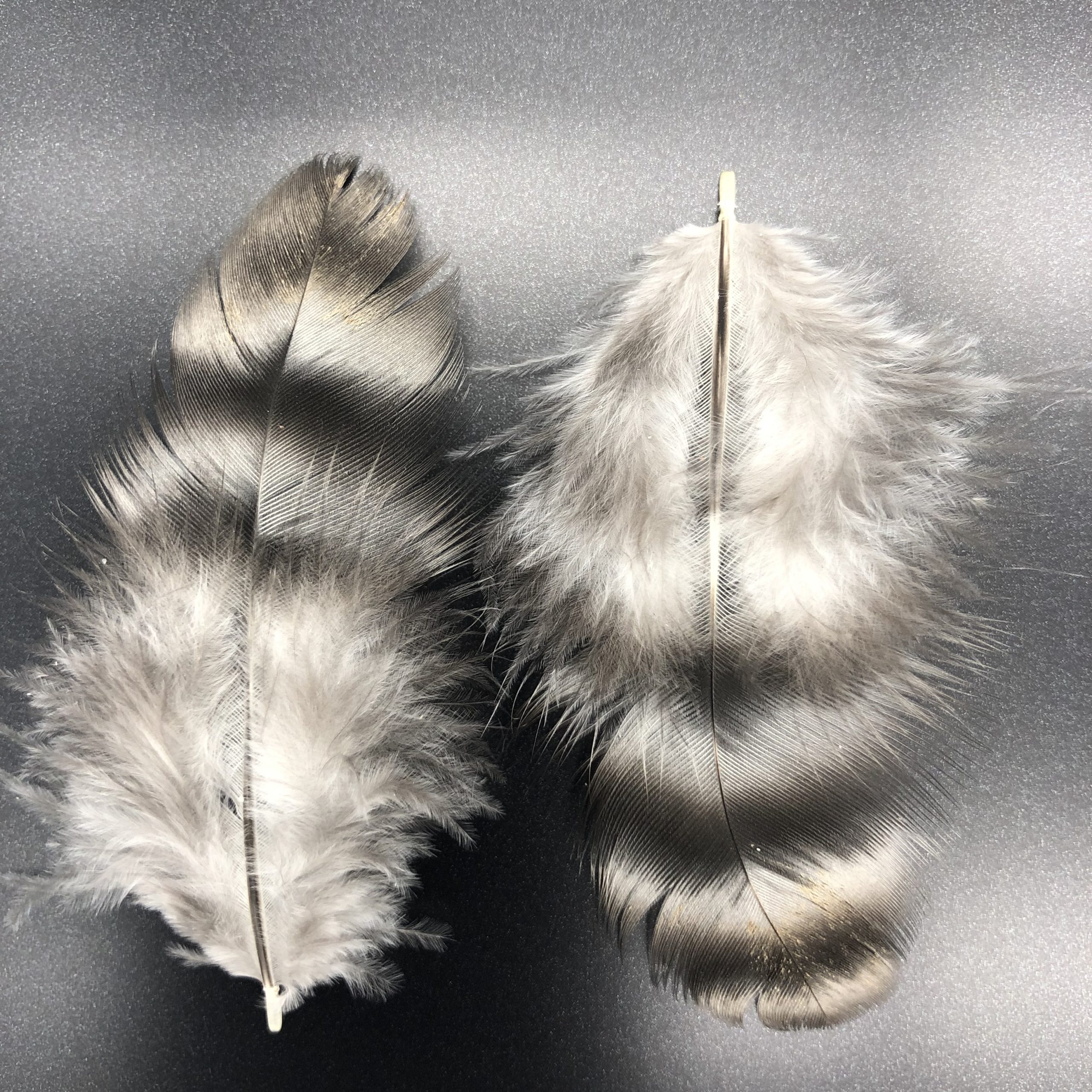 Barred Cochin Standard Chicken