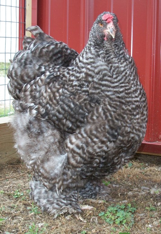 Barred Cochin Standard Chicken
