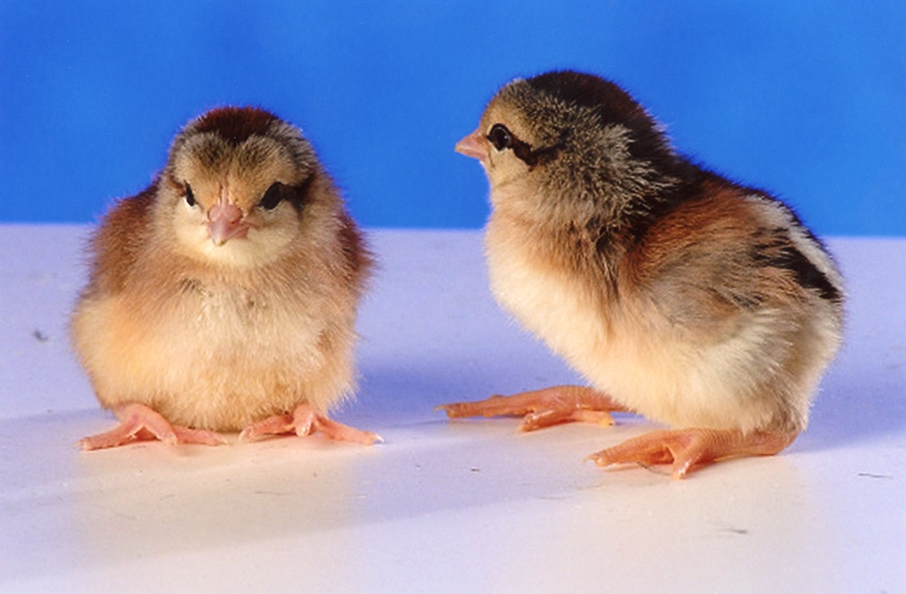 Silver Duckwing Old English Standard Hatching Eggs