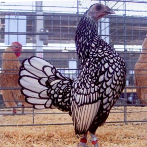 Silver Sebright Bantam