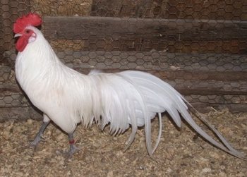 White Phoenix Bantam