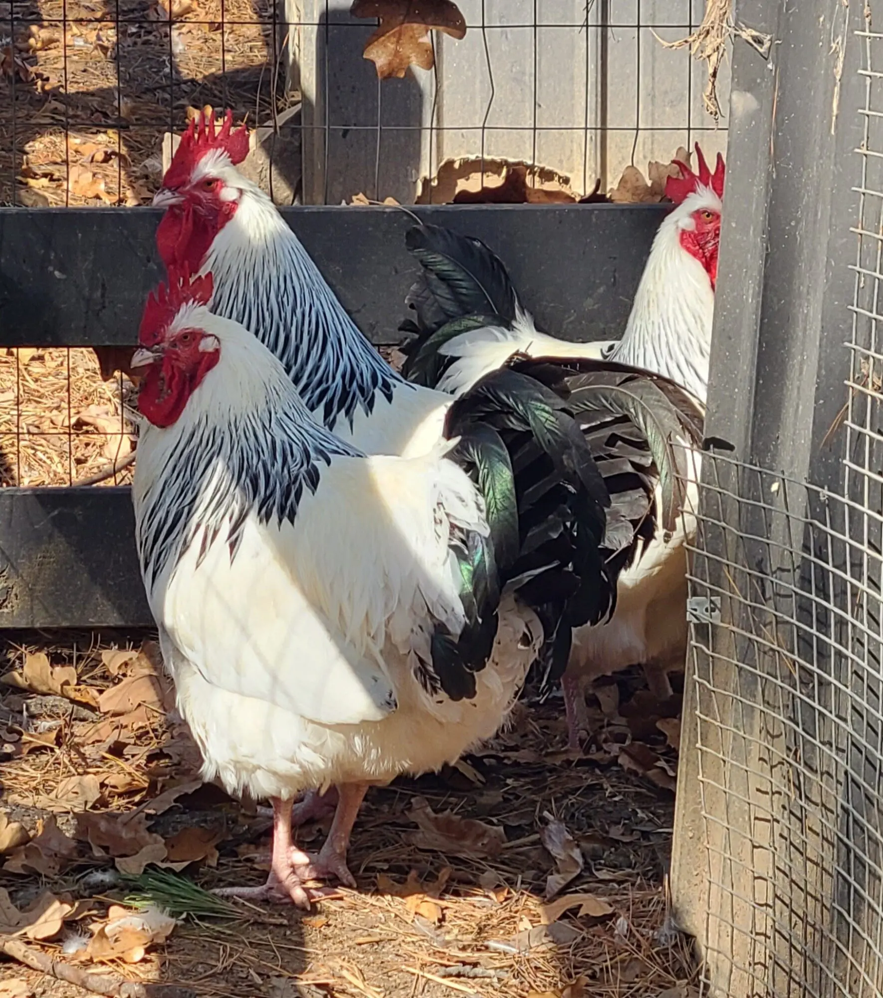 Light Sussex Chicken