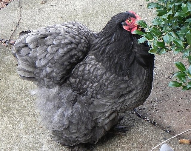 Blue Cochin Bantam