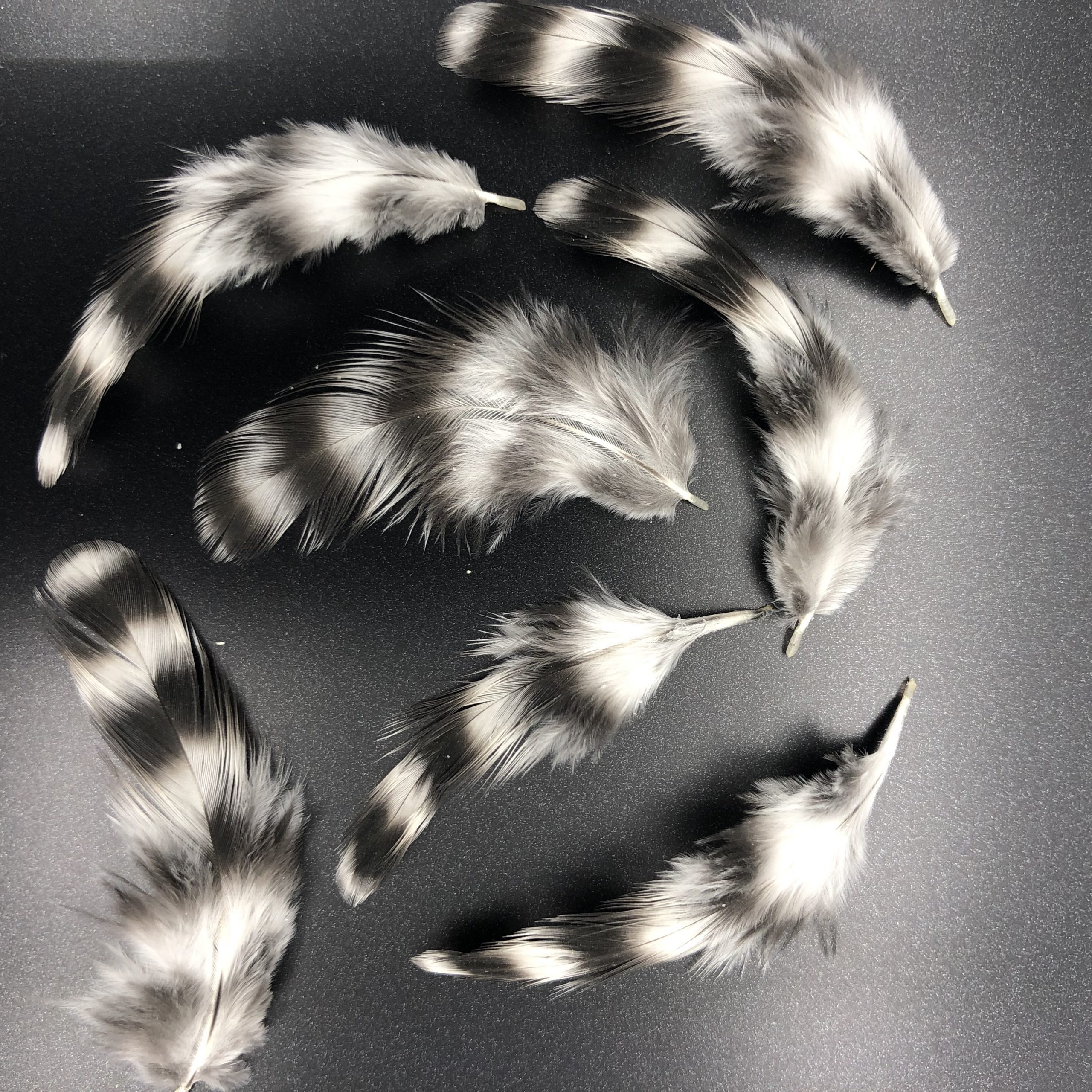 Dominique Bantam