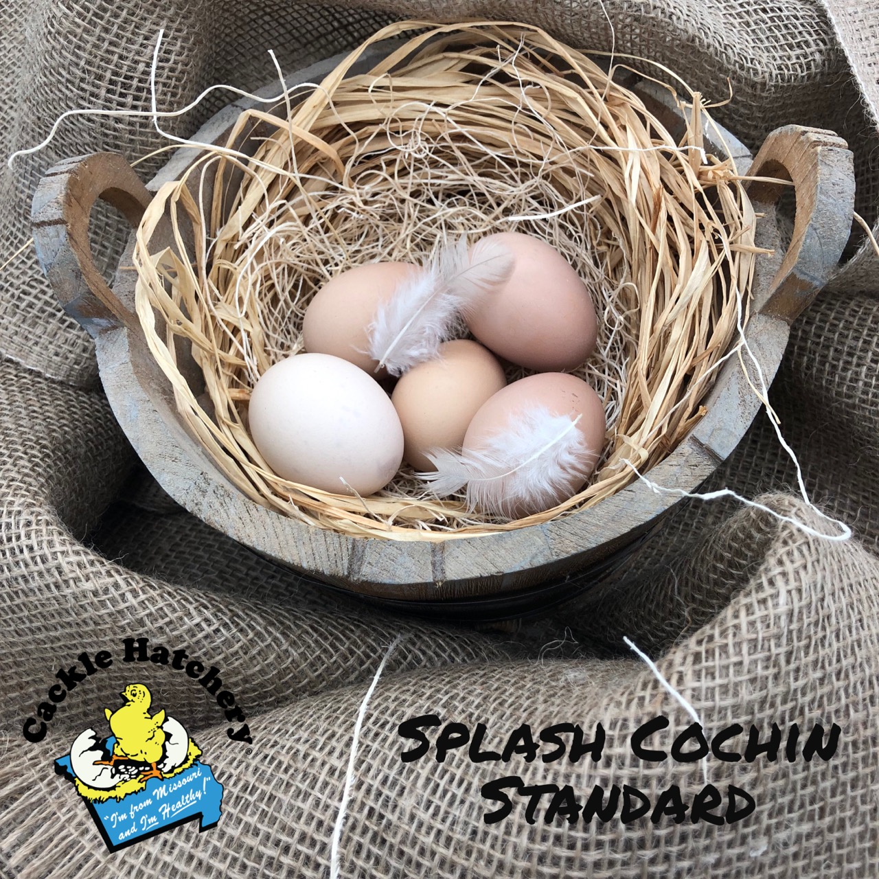 Splash Cochin Standard Chicken