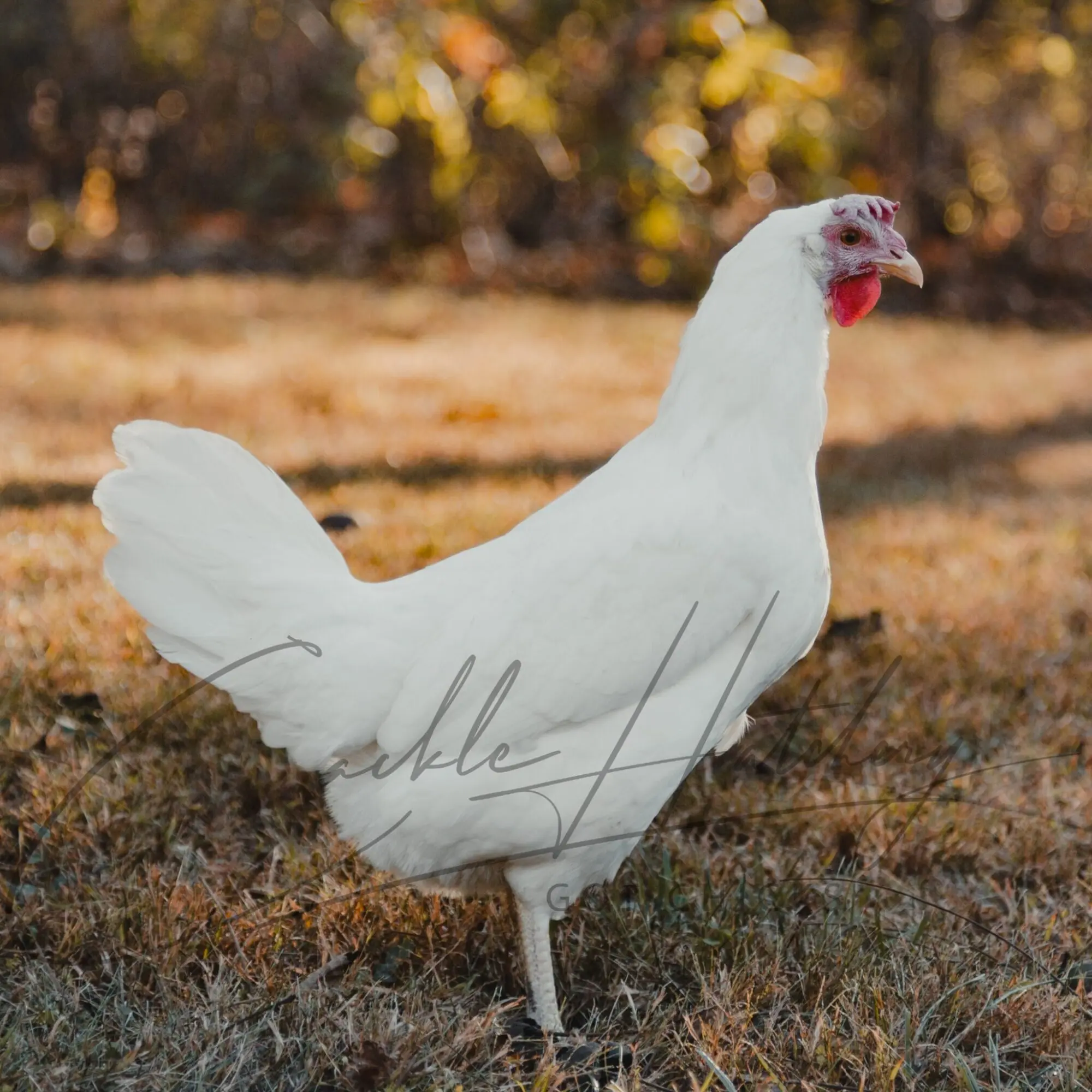 White Leghorn Chicken