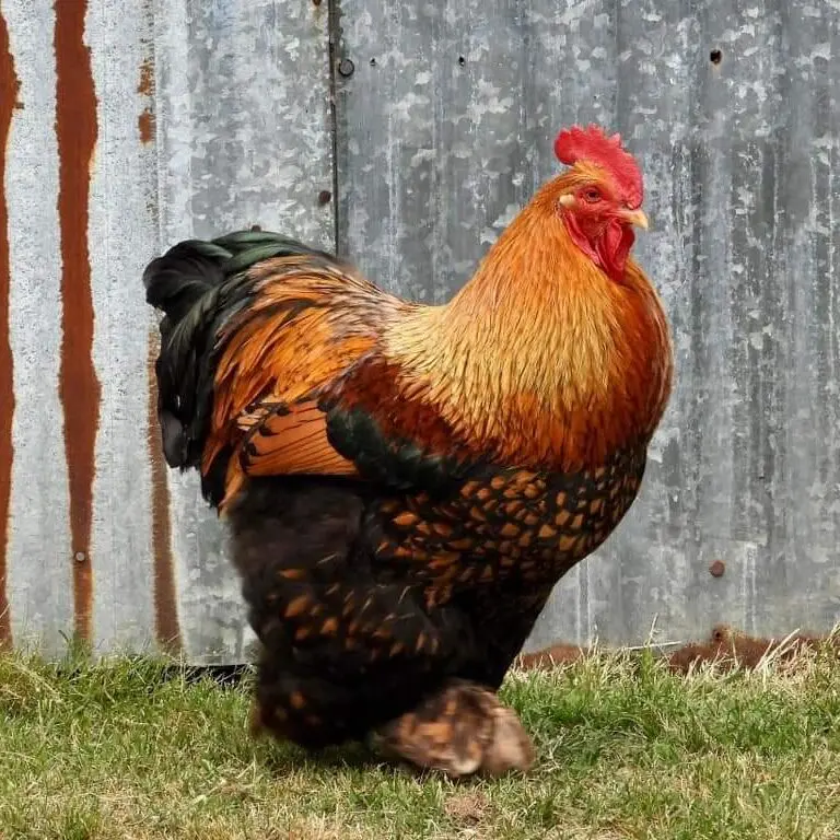 Golden Laced Cochin Standard Chicken