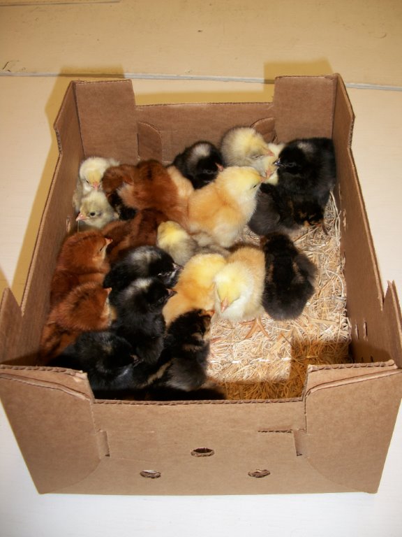 Hatchery Choice Brown Egg Females