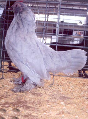 Self Blue d’Uccles Bantam